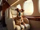 mit-ihrem-hund-im-privatjet-luxusurlaub-fuer-tierliebhaber